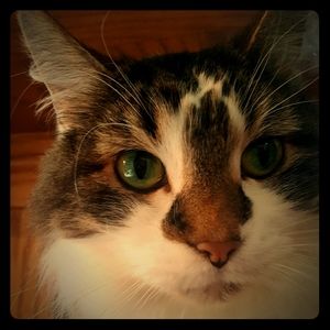 Meet your Posher, Rachel